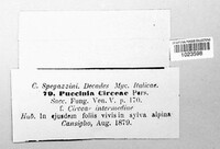 Puccinia circaeae image